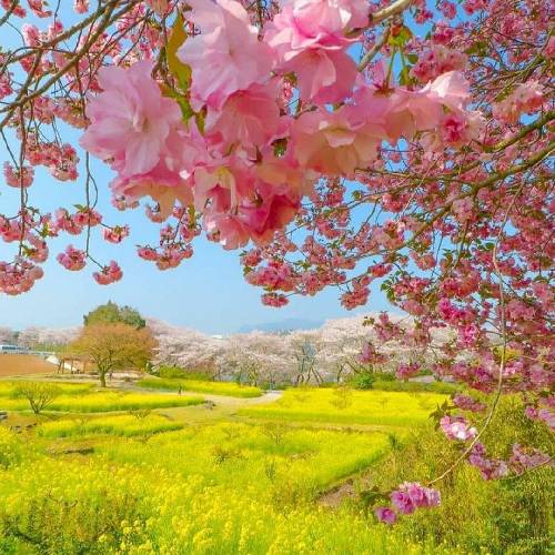 رحیم رمضانی ول کردی و گفتی تنهام میزاری حالا قلبم مونده